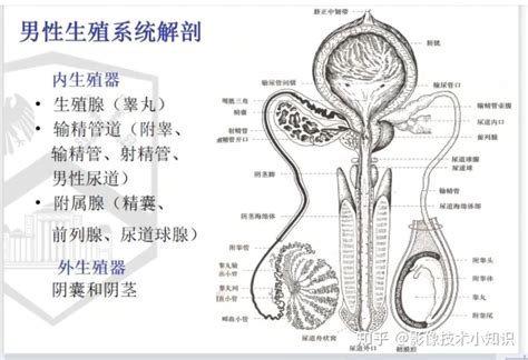 男人生殖器官|男性生殖系統